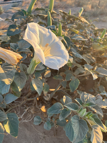 Sacred Datura