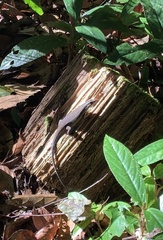 Eutropis rudis