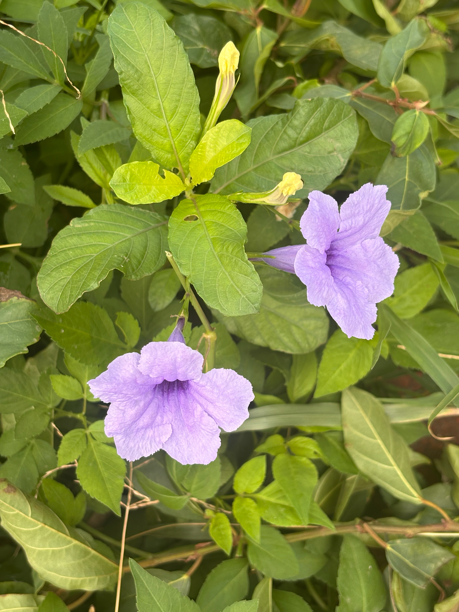 Ruellia tuberosa — ảnh 2