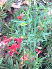 Fazia micrura