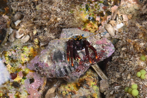 Calcinus gaimardii observed 2026-07-15