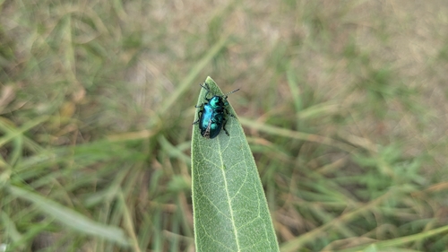 iNaturalist observation photo of Cobalt Milkweed Beetle