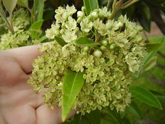 Backhousia citriodora