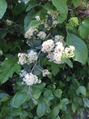 Ceanothus incanus