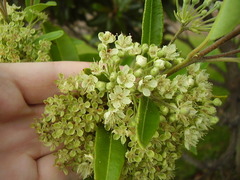 Backhousia citriodora