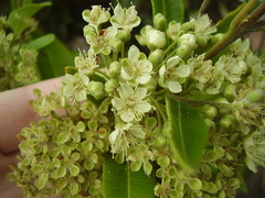 Backhousia citriodora