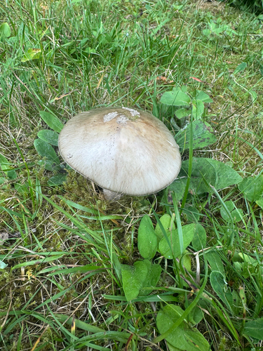 Marbled Death Cap