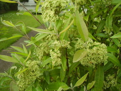 Backhousia citriodora