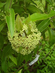 Backhousia citriodora
