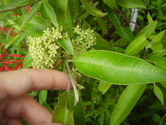 Backhousia citriodora