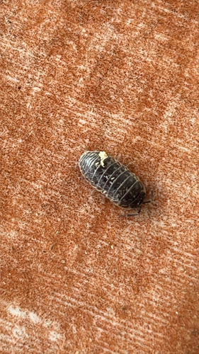 Versicolored Pill Woodlouse