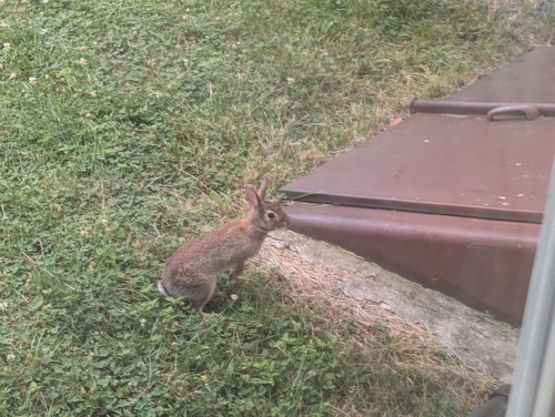 New England Cottontail observed by lbarry377