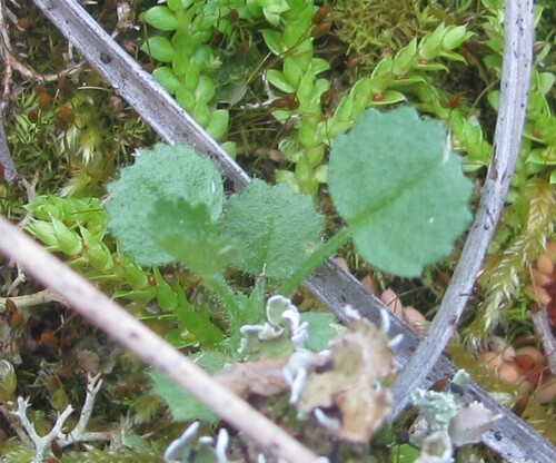 Saxifraga granulata, photograph 5