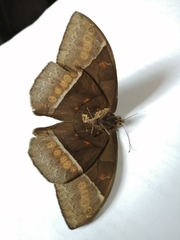 Taygetis mermeria