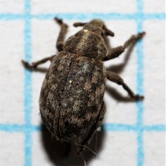 Romualdius scaber