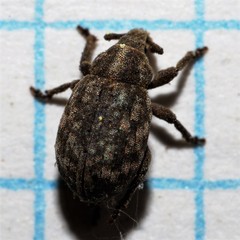 Romualdius scaber