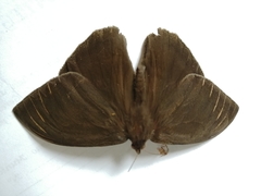 Taygetis mermeria