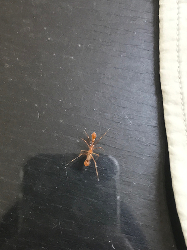 Red Weaver Ant-mimicking Spider