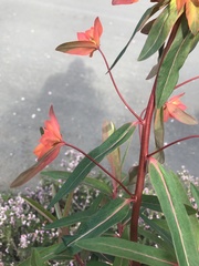 Euphorbia griffithii