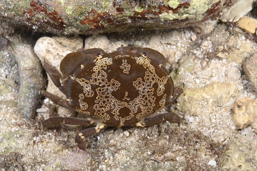 Floral Egg Crab