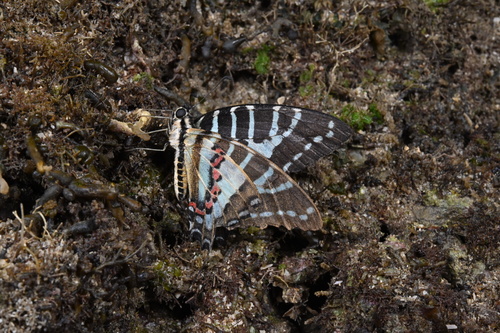 Spot Swordtail