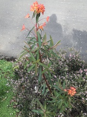 Euphorbia griffithii