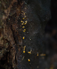 Eustilbum aureum