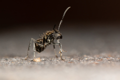 Polyrhachis aurea