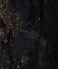Eustilbum aureum