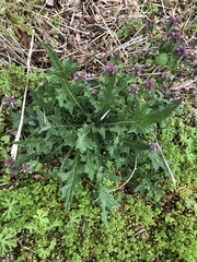 Geranium carolinianum carolinianum