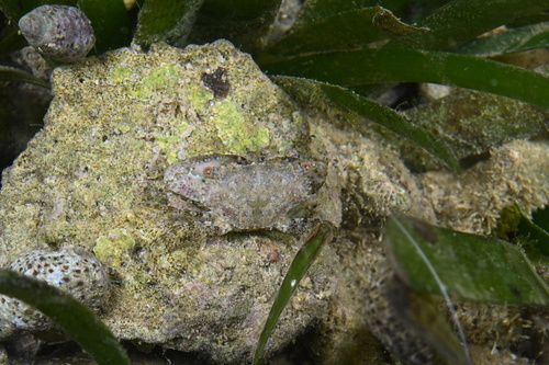 Admete Crab