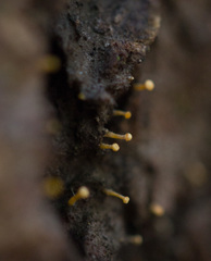 Eustilbum aureum