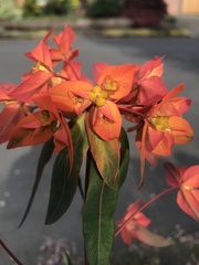 Euphorbia griffithii