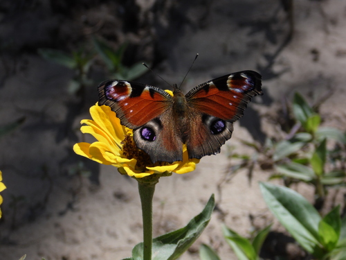 European Peacock Butterfly