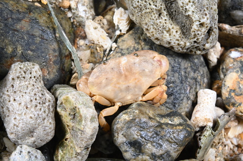 Epixanthus frontalis