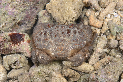 Actaeodes tomentosus observed 2026-07-15