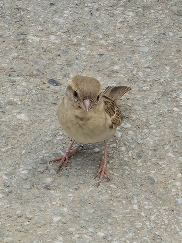 House Sparrow