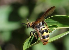 Xanthocampsomeris completa