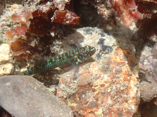 Eviota prasina observed 2026-07-15