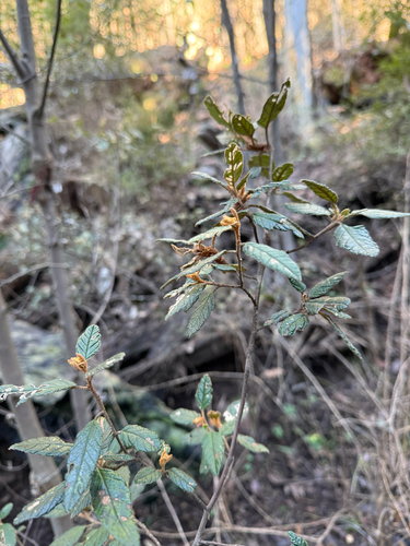 Pomaderris prunifolia, 2026-07-07