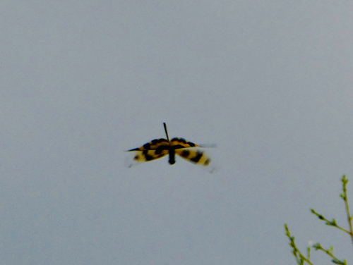 Common Picture Wing