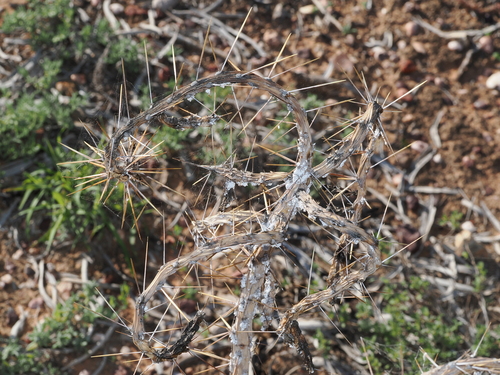 Opuntia aurantiaca, photograph 6