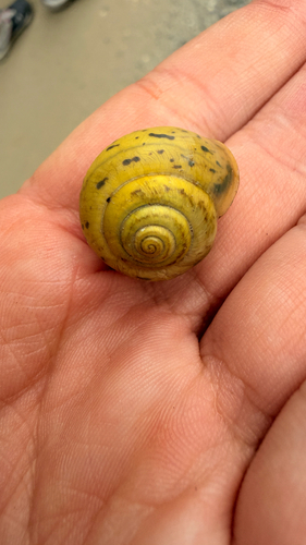 Bush snail