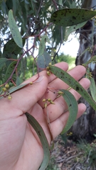 Image of Eucalyptus camaldulensis