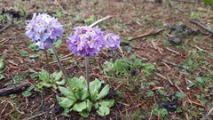 Primula denticulata