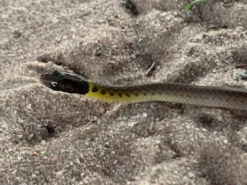 Royal Ground Snake