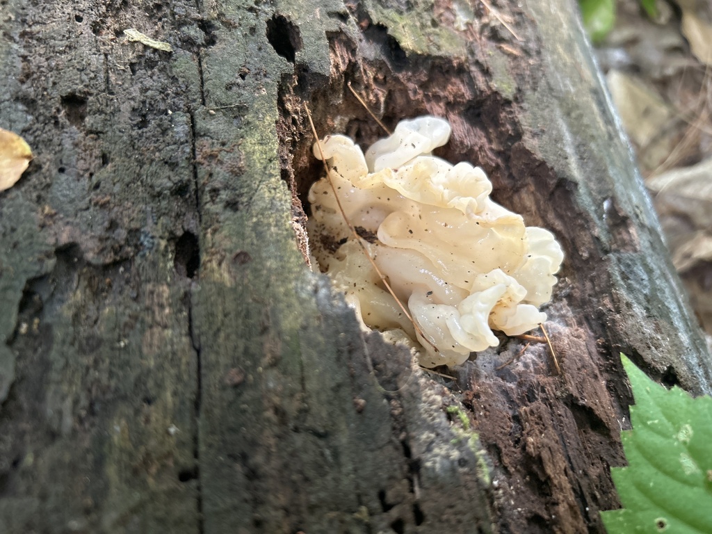 white jelly fungus · July 2026 · photo: Photo: no rights reserved · iNaturalist