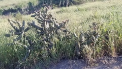 Cylindropuntia prolifera
