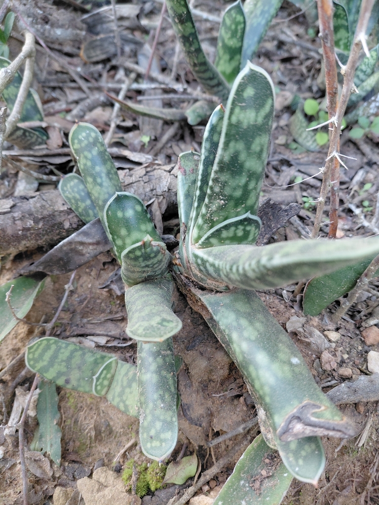 Nha đam sọc – Gasteria obliqua
