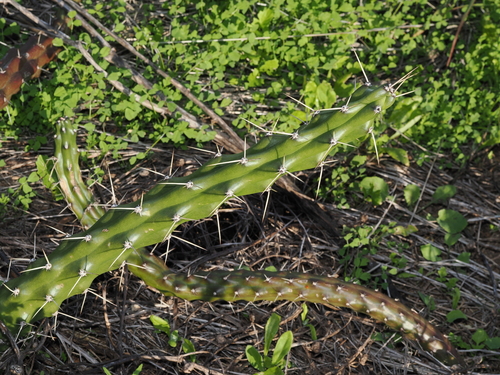 Harrisia martinii, photograph 5